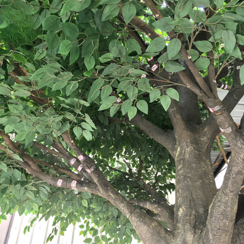 Large Artificial Ficus Tree with Fiberglass Trunk Decor