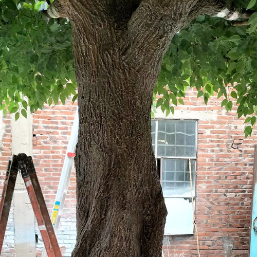 Artificial Ficus Tree with Fiberglass Trunk for Decoration