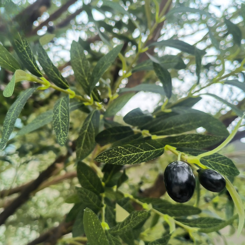 Custom Artificial Olive Tree for Home and Garden