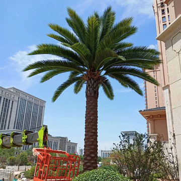 Artificial Date Palm Tree Lifespan Outdoor Use