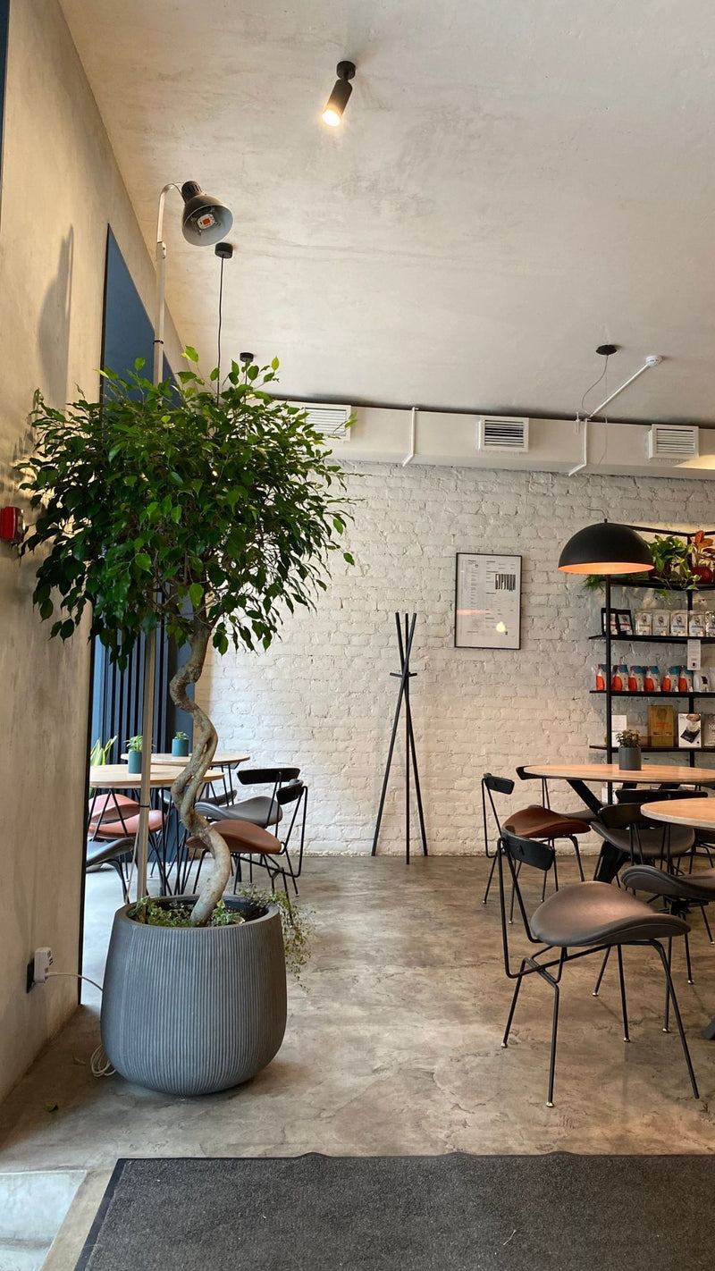 Large artificial ficus tree in a modern café, restaurant, or commercial interior