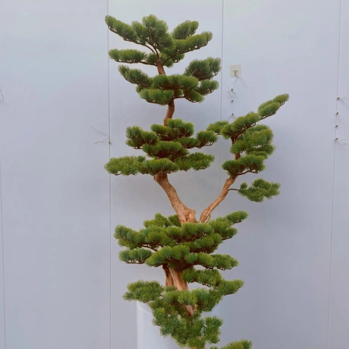 Artificial Podocarpus Bonsai Tree Lifelike Trunk Indoor Display