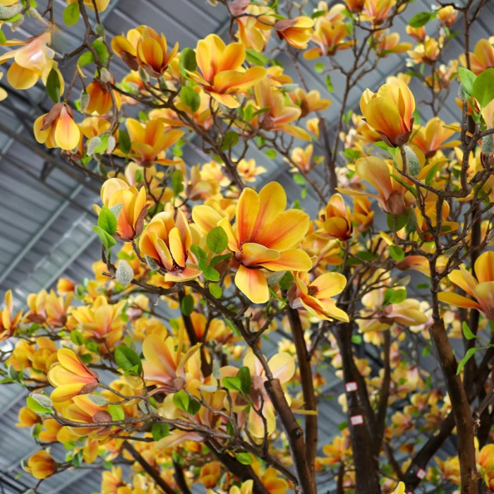Artificial Magnolia Tree Natural Wood Trunk Hotel Lobby