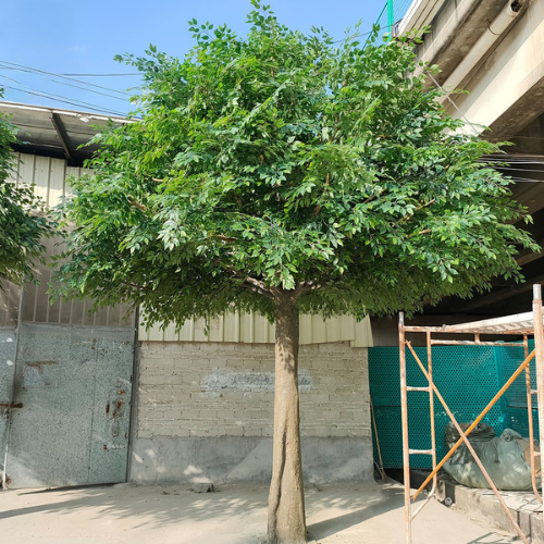 Large Artificial Ficus Tree with Fiberglass Trunk Decor