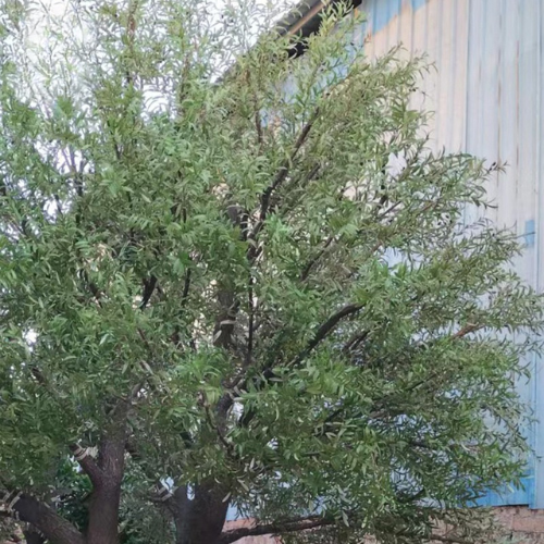Decorative Faux Olive Tree for Outdoor Landscaping