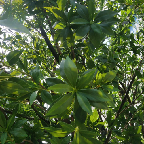 Silk Leaf Artificial Osmanthus Tree for Garden Decor