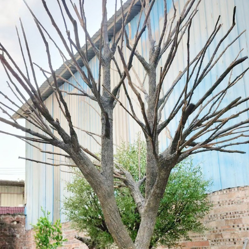 Decorative Faux Olive Tree for Outdoor Landscaping