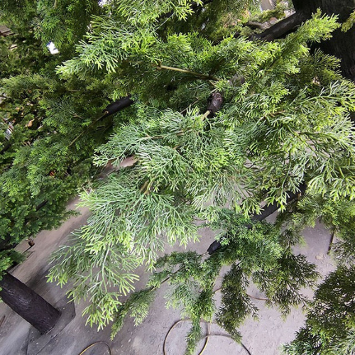 Outdoor Decorative Metasequoia Tree for Landscaping