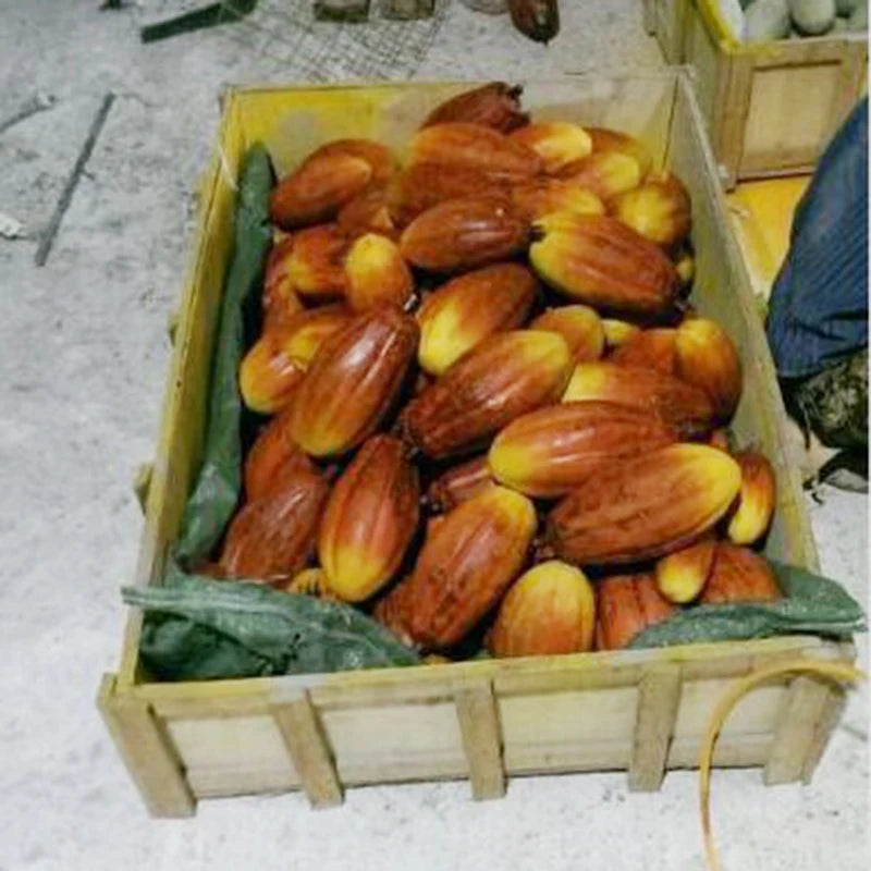 Artificial Chocolate Cocoa Tree 2.5m Indoor Display