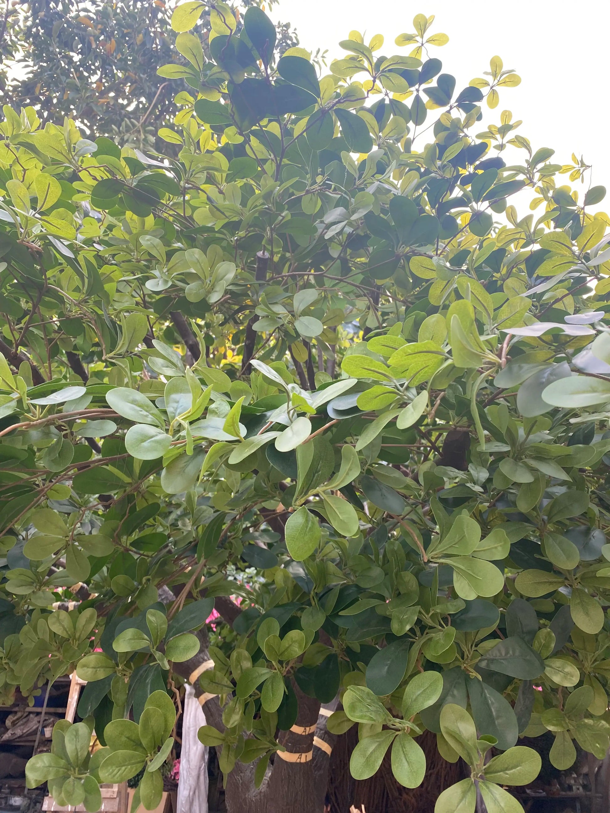 Fiberglass Artificial Ficus Tree Indoor Decor 11.5 FT