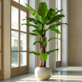 Artificial Banana Tree 6.2FT PE Plastic Outdoor Indoor