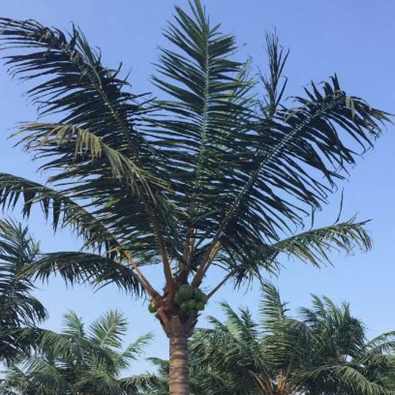 Artificial Date Palm Tree High Simulation for Hotel Decor