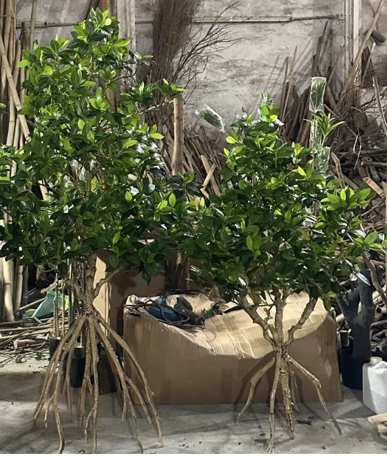 Plastic Artificial Mangrove Tree 6.7 FT Aquarium Decoration