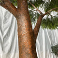 Large Artificial Acacia Tree Fiberglass 11.5 FT UV Resistant