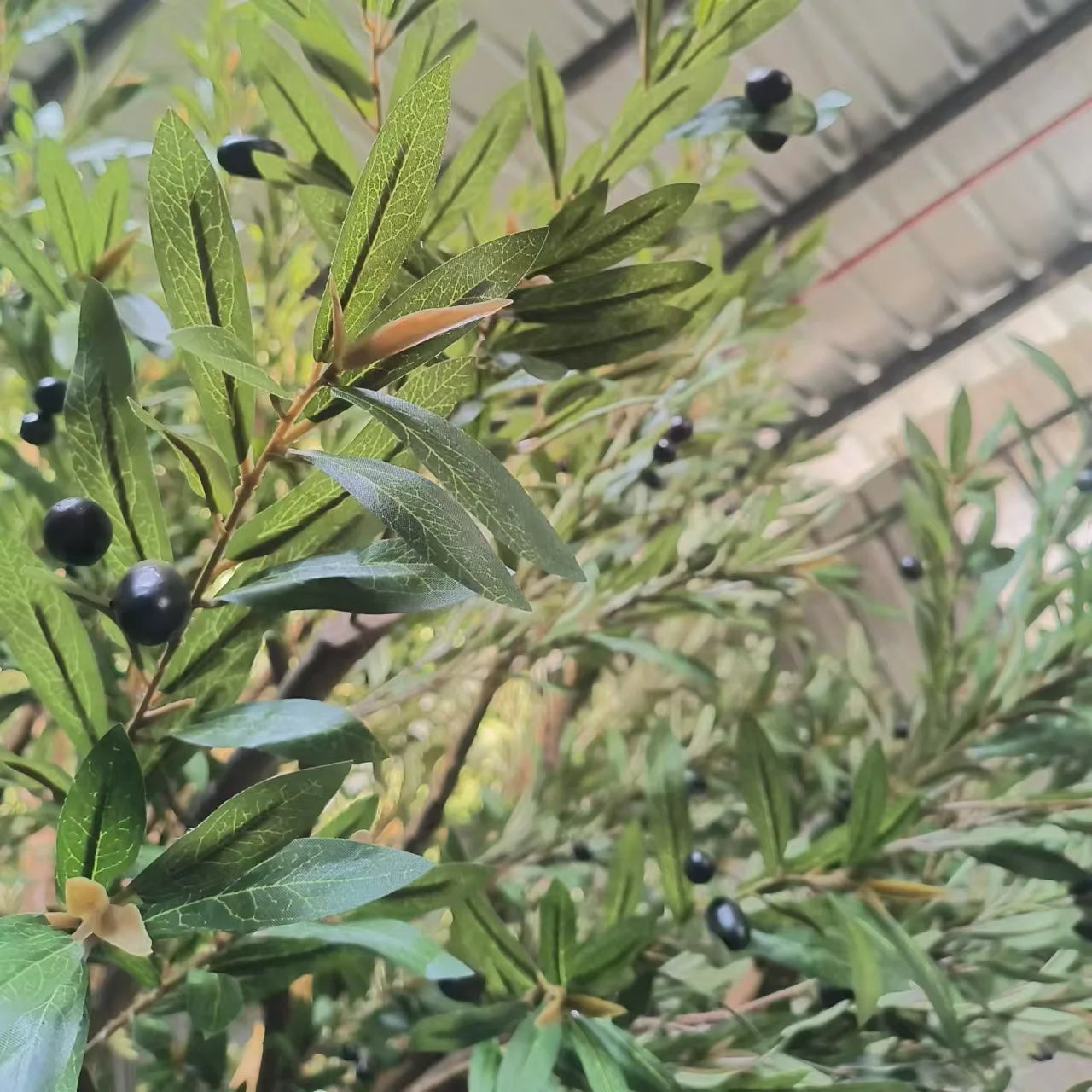 Artificial Olive Tree 3.5m Indoor Outdoor Use