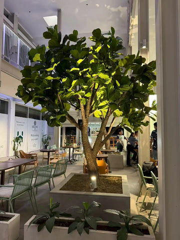 Artificial Fiddle Leaf Fig Tree 13 FT Indoor Display