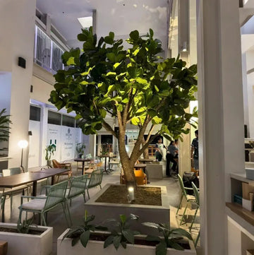 Artificial Fiddle Leaf Fig Tree 13 FT Indoor Display