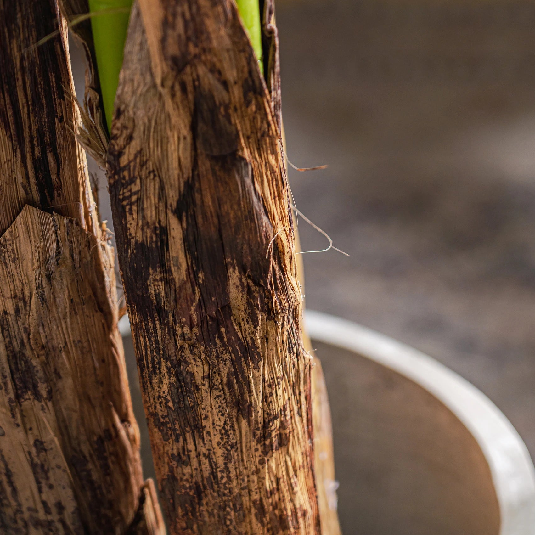 Signature Artificial Banana Tree PE Plastic Statement