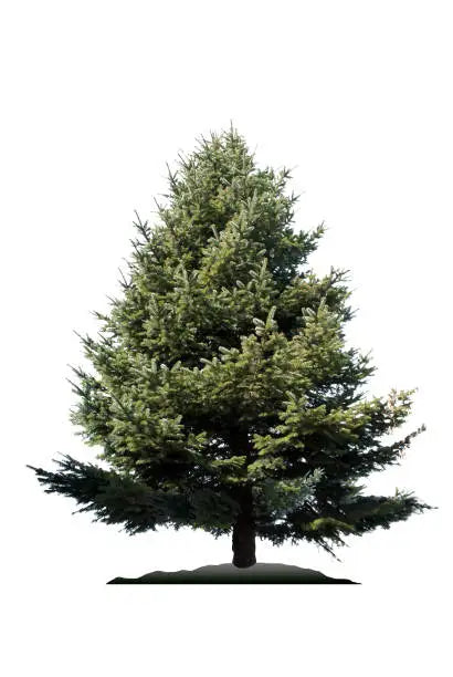 Artificial Pine Tree Snow Dusted Needles Indoor Display