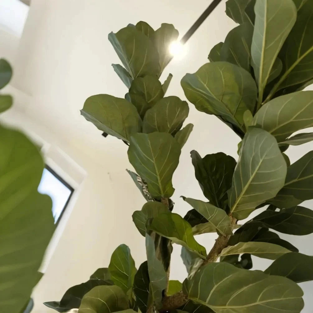 Artificial Fiddle Leaf Fig Tree 10 FT Indoor Display