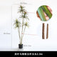 Faux Dracaena Tree Soft Rubber for Commercial Interiors