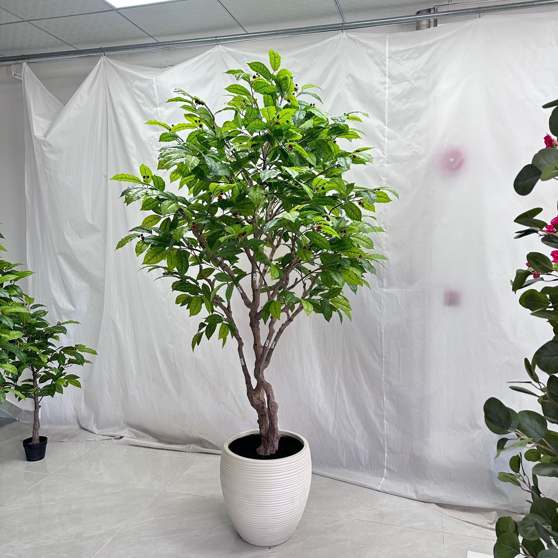 Large Faux Coffee Tree Floor Planter 8 FT