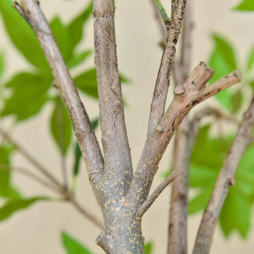 Artificial Pieris Japonica Tree 10 FT Faux Greenery