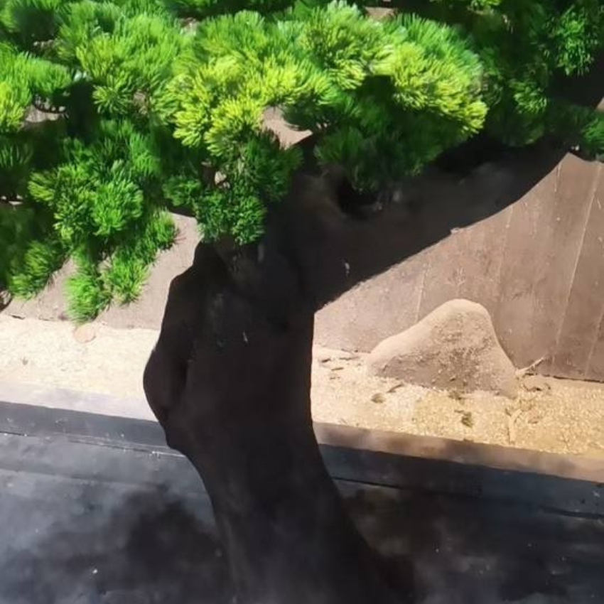 Artificial Cedar Bonsai Pine Tree 6.5FT Indoor Outdoor