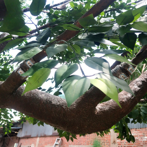 Artificial Ficus Banyan Tree for Indoor Decor