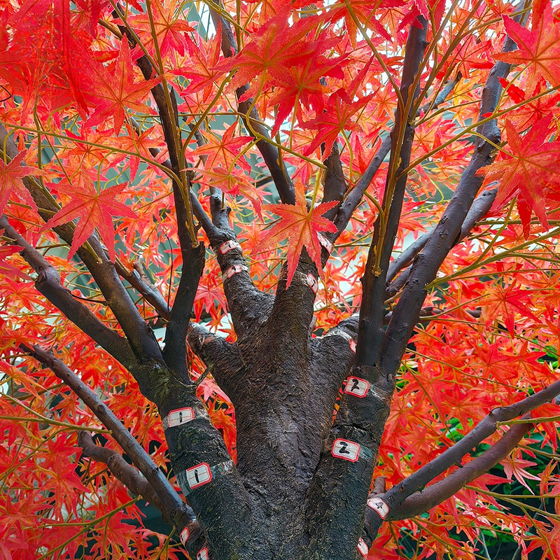 3m Red Chinese Maple Artificial Tree for Outdoor Wedding Decor
