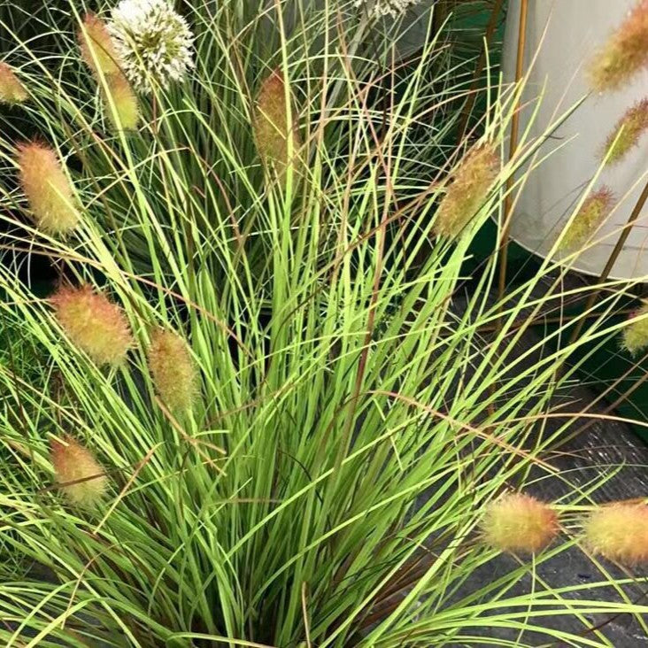 Artificial Foxtail Grass Stems Reed Faux Plants for Decorating