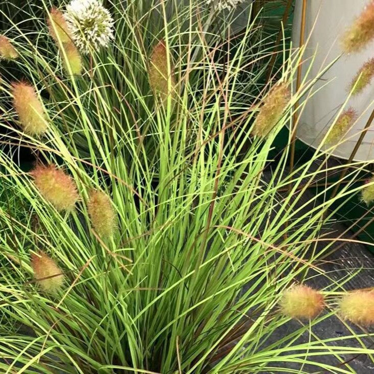 Artificial Foxtail Grass Stems Reed Faux Plants for Decorating