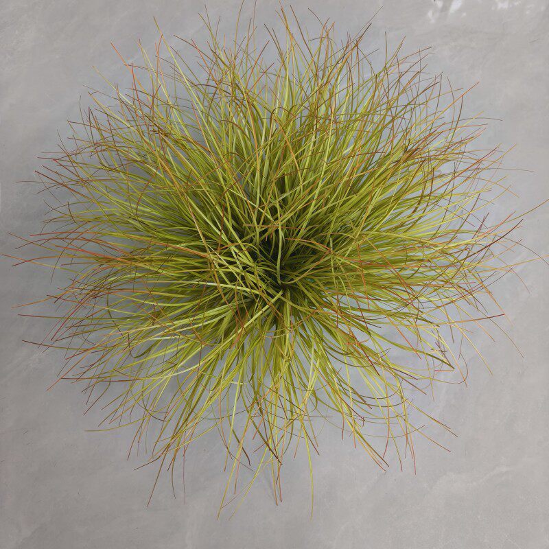Artificial Foxtail Grass Stems Reed Faux Plants for Decorating