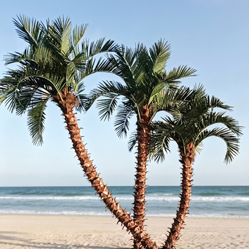 Tall Artificial Palm Tree for Tropical Commercial Interiors