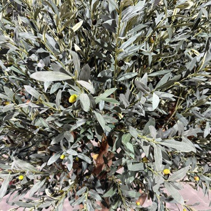 Large Faux Olive Tree for Greek Restaurant