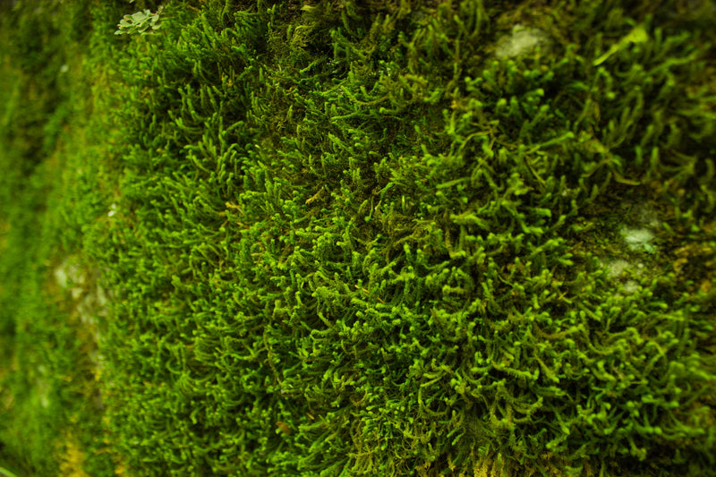 Primer plano textura pared de musgo superficie verde