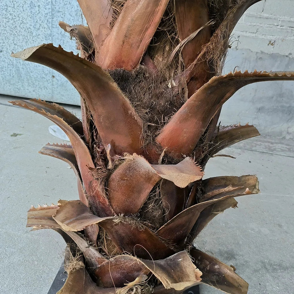 Large Faux Coconut Palm Tree Indoor Outdoor